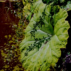 Feuilles au bord de l'eau - Belgique  - collection de photos clin d'oeil, catégorie plantes